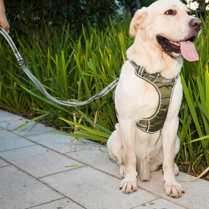 The Ultimate Fluorescent Pet Explosion-proof Punch Elastic Leash: Safety Meets Style