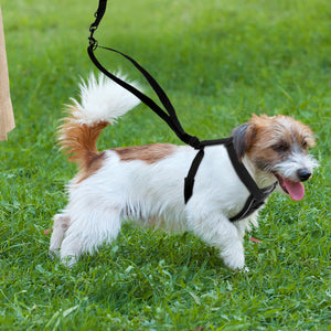 Enhance Your Dog's Safety with Our Nylon Dog Breathable Reflective Anti-riot Chest Strap