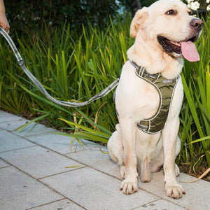 The Ultimate Fluorescent Pet Explosion-proof Punch Elastic Leash: Safety Meets Style
