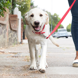 Why the Right Leash Matters for Daily Walks