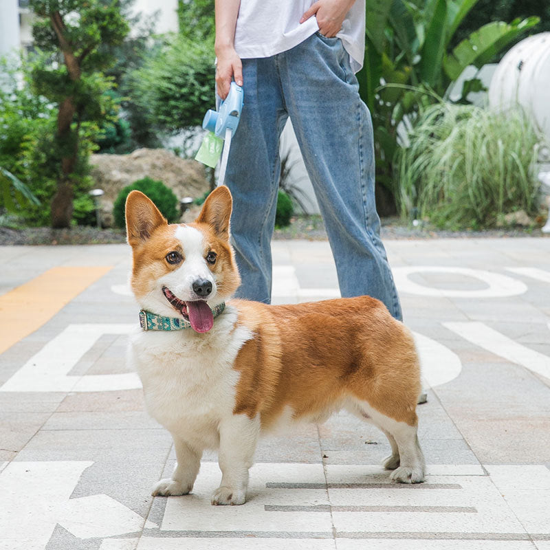 Dog Traction Rope With Light Automatically