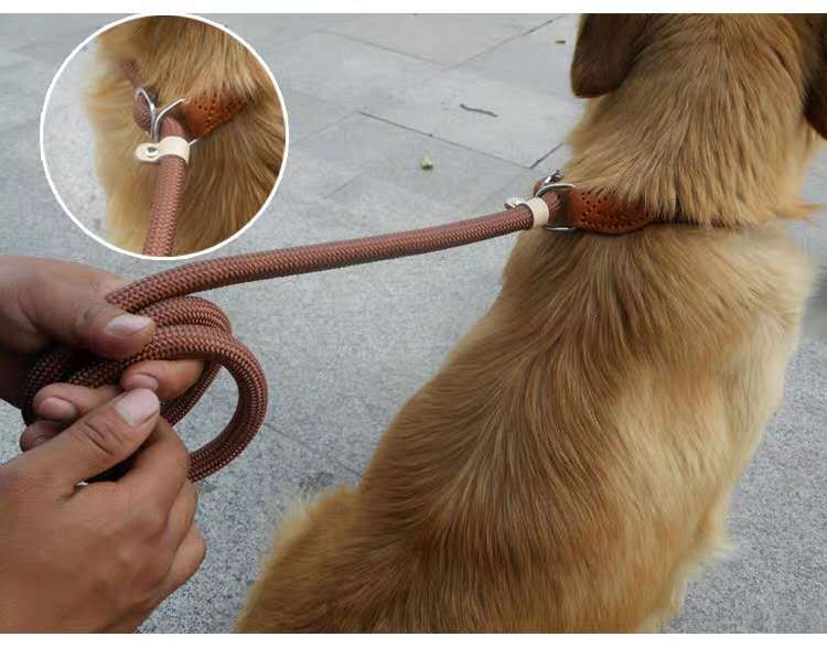 Nylon P Chain Hand Holding Rope Out Dog